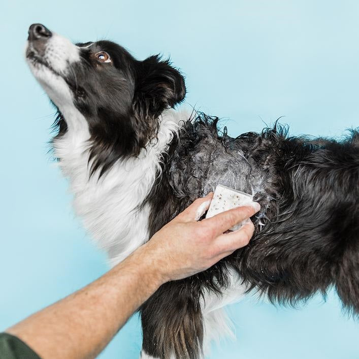 Ethique Pet Care - Shampooch Shampoo Bar for Sensitive Dogs 加倍寵愛敏感寵物沐浴芭